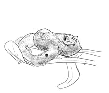Load image into Gallery viewer, Serpiente Bocaracá